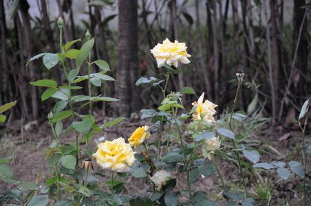 新宝会(中国区)有限公司-集团