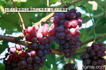 新宝会(中国区)有限公司-集团